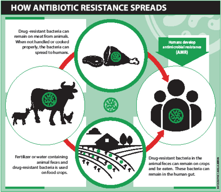 How antibiotics in livestock farming places all at risk 