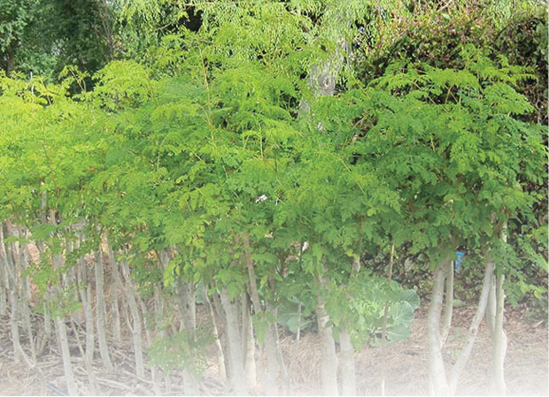 How moringa tree can cure man’s money woes How moringa tree can cure man’s money woes