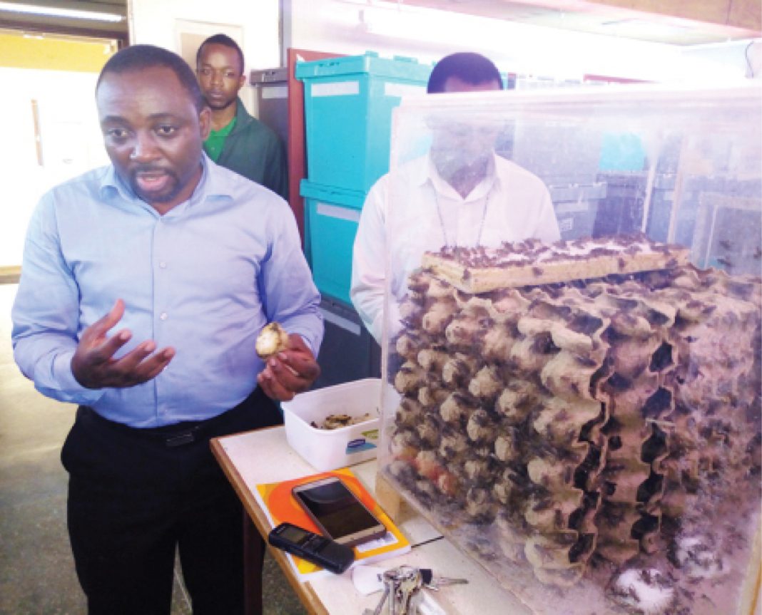 ICIPE breeds insects for feeds, food 