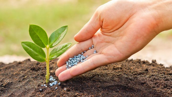 Kebbi secures 250MTs of fertiliser for farmers | 