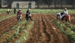 Fake seeds, ‘ban’ on fertiliser: Inputs present plethora of challenges for farmers