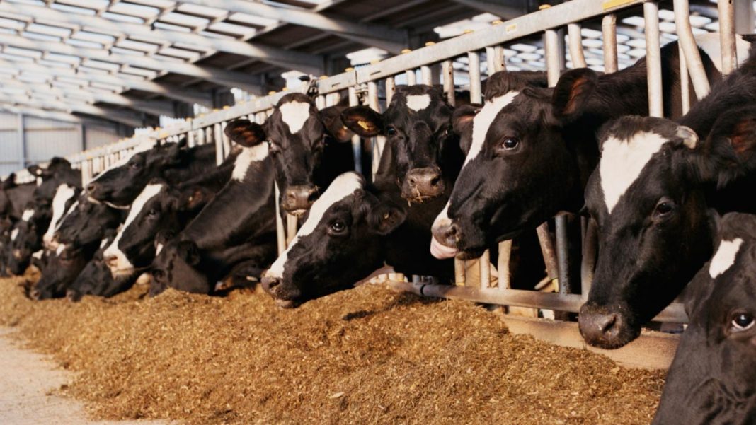 Online platform to bridge in livestock marketing gap | 