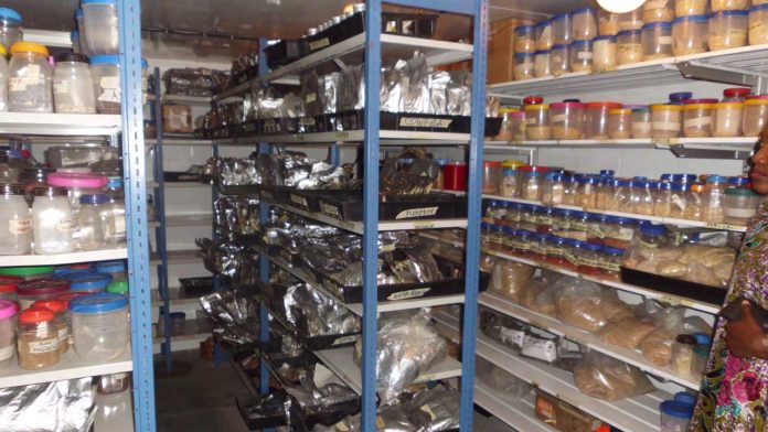 Researchers identify reasons for poor adoption of agric techs, better varieties | 