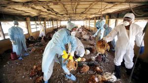 Constraints of high poultry production cost experienced by Nigerian farmers