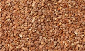 NEPC trains dried beans farmers, merchants on export tips