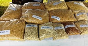 Fake seeds, ‘ban’ on fertiliser: Inputs present plethora of challenges for farmers