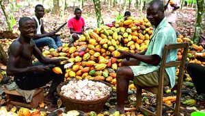 Firm canvasses economic diversification through cocoa
