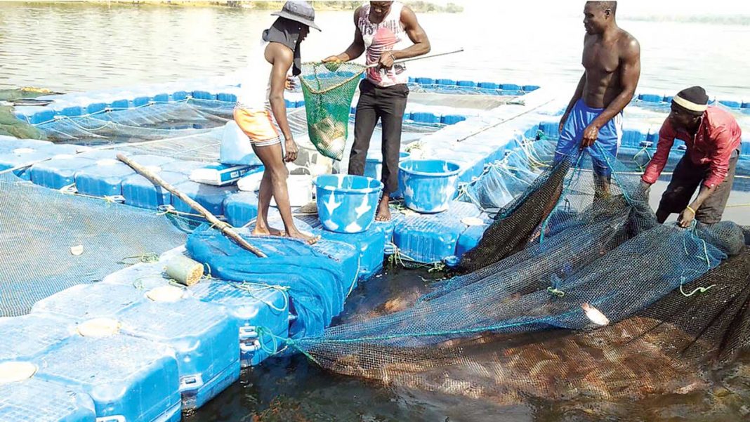 TADAN, triton seek ban on importation of Tilapia | 