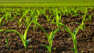 Buhari Has Performed Better Than Any Govt In Agriculture ― Nanono