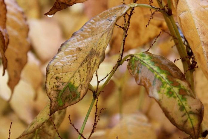 Yellowing of plant leaves; causes, cures