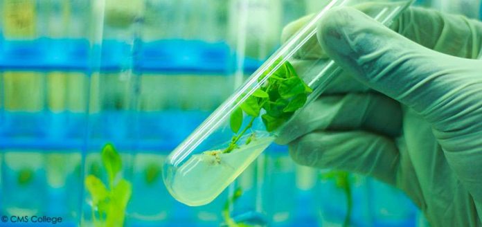 Nigerian Prof Confident Plant Biotechnology Would Aid Socio-economic Growth of Africa