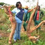 Nigerian radio stations  broadcast agronomy  recommendations on cassava weed management and best planting practices