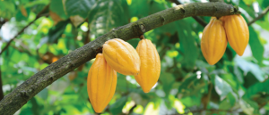 Firm canvasses economic diversification through cocoa