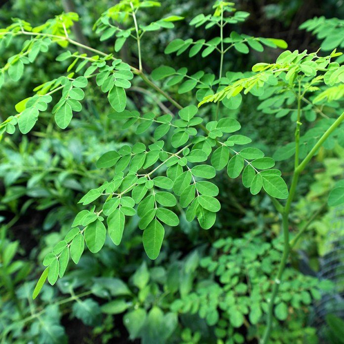 Association set to engage over 300,000 youths in moringa farming