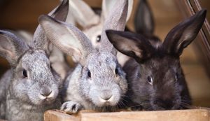 How To Start A Rabbit Farming Business