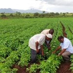 Border closure: Farmers promise to increase output