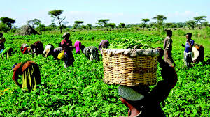 Anchor Borrowers: 12,000 farmers in Niger meet CBN requirements — Official