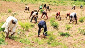OCP, IRC Empower Smallholder Farmers In Adamawa