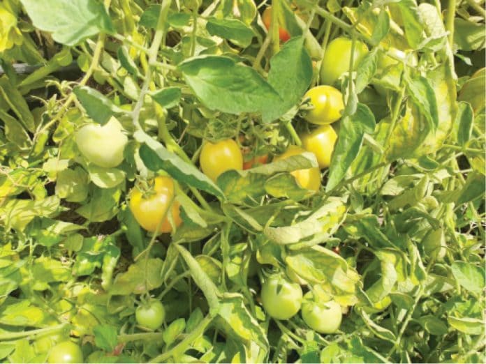 Benue tomato farmers set for dry season farming Benue tomato farmers set for dry season farming