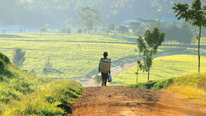 Don calls for excellence in agric research, manpower development