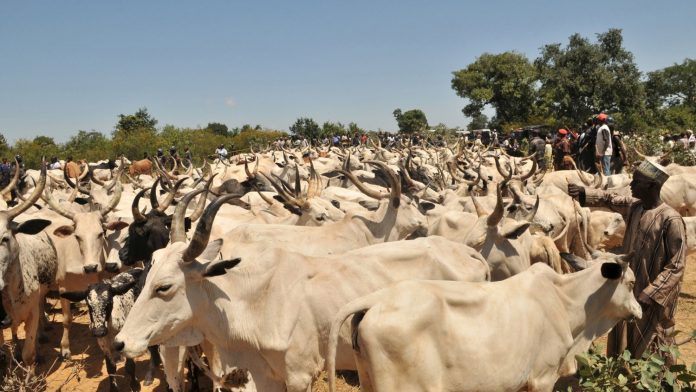 Enugu community mourns as herdsmen destroy N17 million rice farm