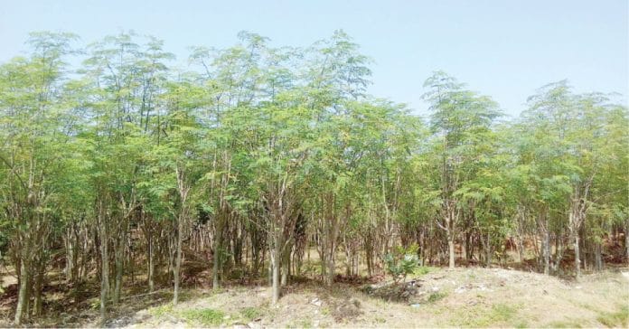 A moringa farm