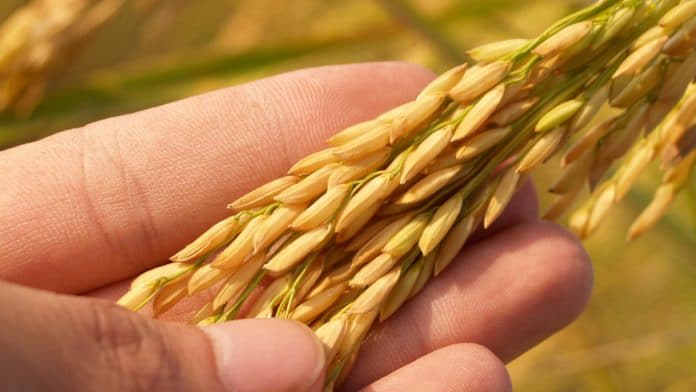 Guinean government seeks support of Nigeria in rice production