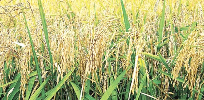 Katsina farmers record low wheat production