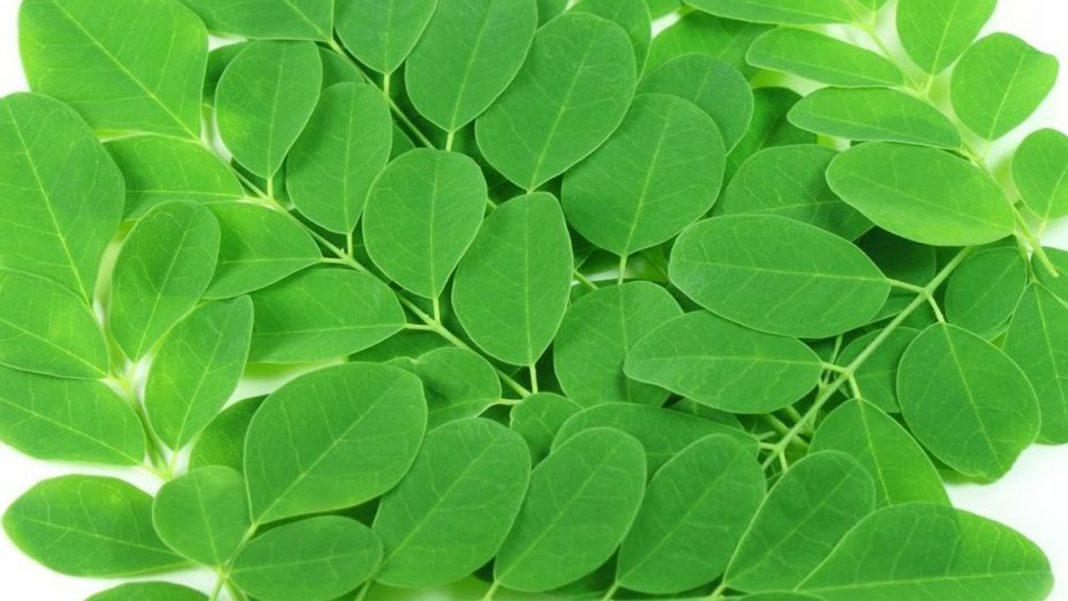 MAN to establish N9bn Moringa plantation