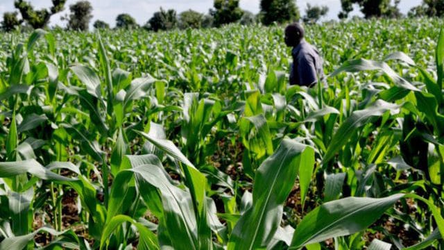 Nigeria’s rice booms as industry players advocate extension of policies Nigeria’s rice booms as industry players advocate extension of policies