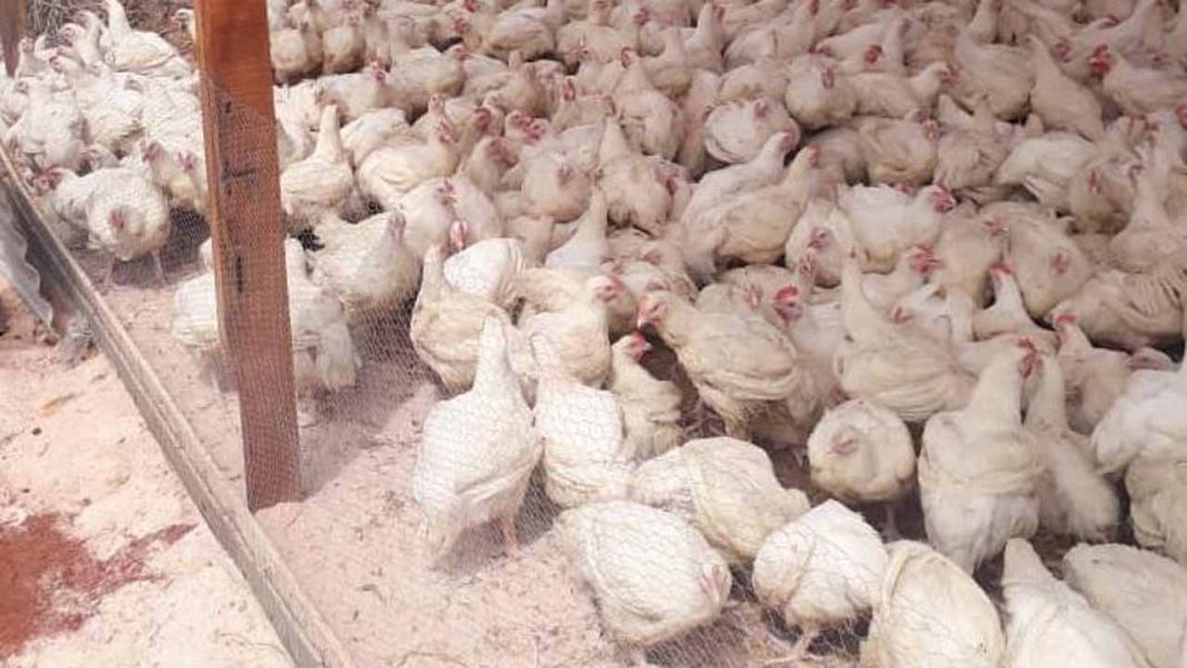 Off-takers buy over 60,000 Edo agripreneur birds