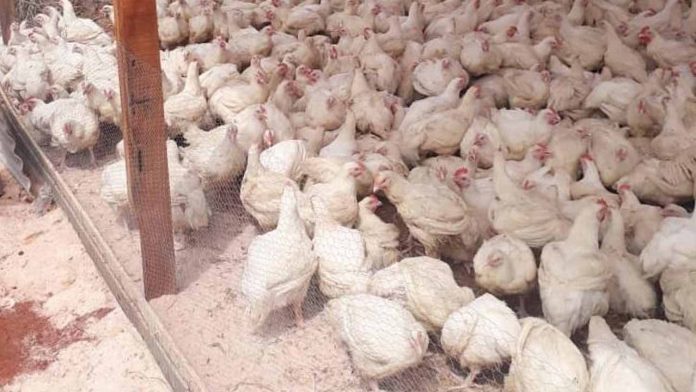 Off-takers buy over 60,000 Edo agripreneur birds