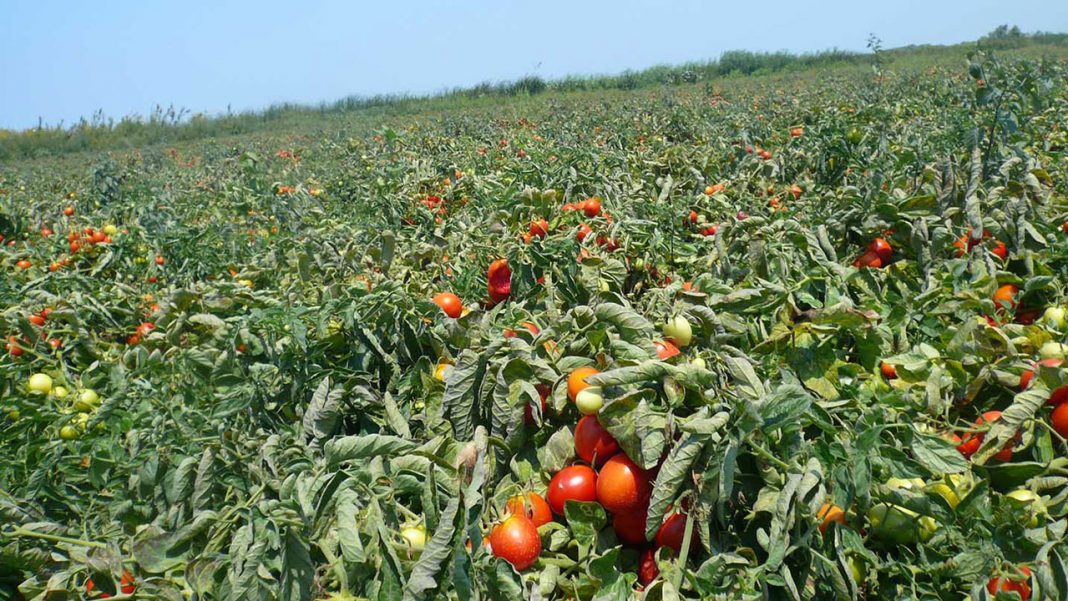 Proximate processing can reduce tomato post-harvest losses, says Kuteyi