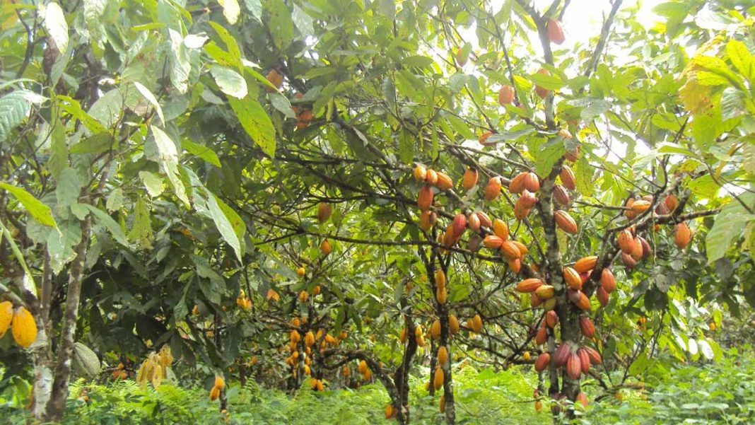 Specialists, association suggest ways to make  cocoa highest forex earner in Nigeria