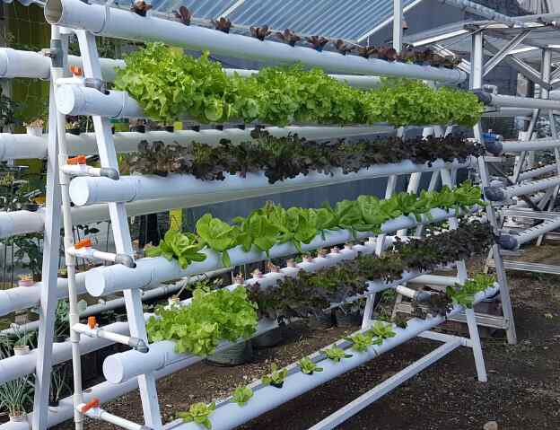 ‘Why local farmers can’t adopt vertical farming system’