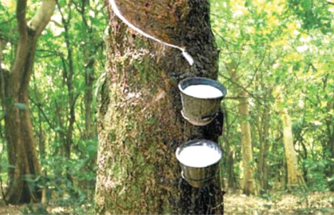15,000 hectares for rubber producers in Cross River