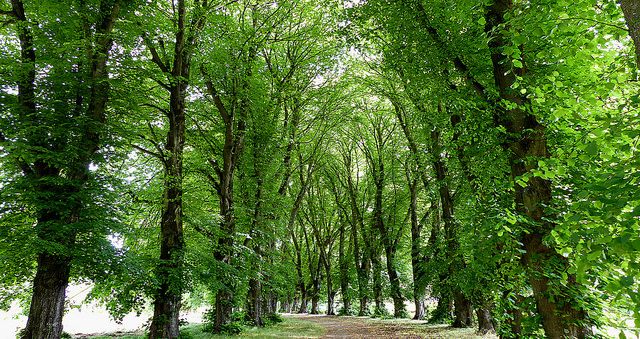 Afforestation: Nigeria to plant 300 millon trees in 2020 — Official