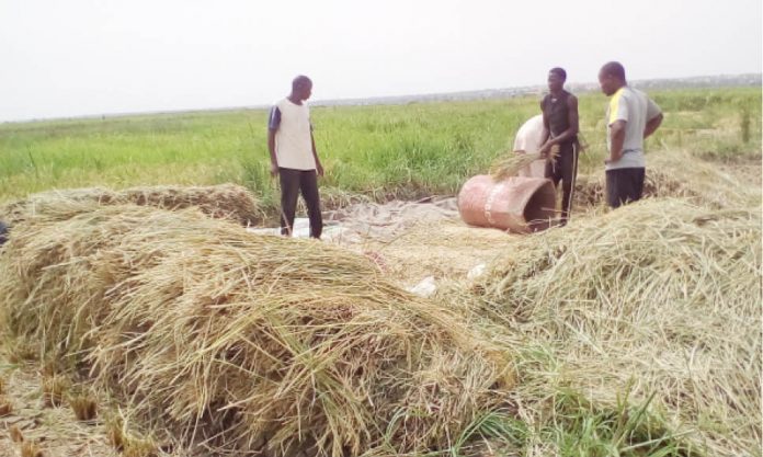 Dry season rice farmers during harvest
