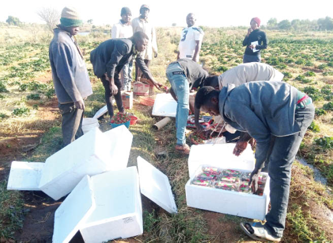 Despite making N400, 000 weekly, strawberry farmer considers ending production