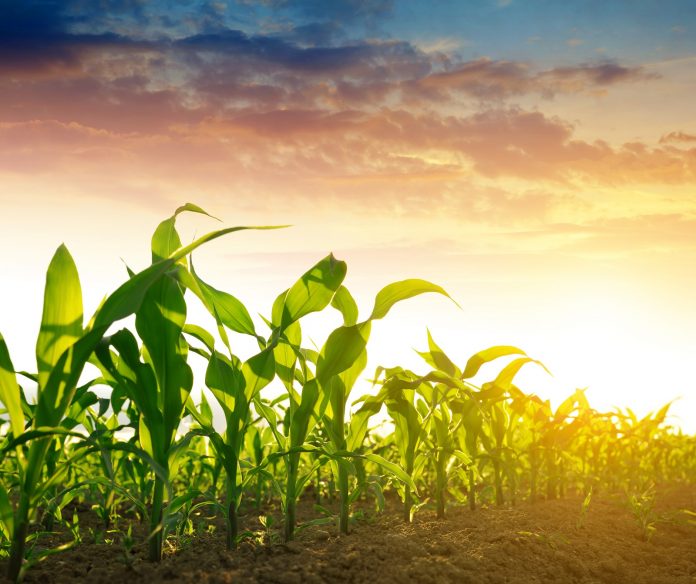 Exhibition Of Latest Food Processing Equipment Beckons At Agrofood, Plastic, Others
