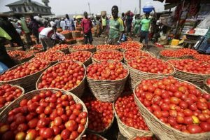 Experts suggest solution to reduce post-harvest loss in tomato value-chain