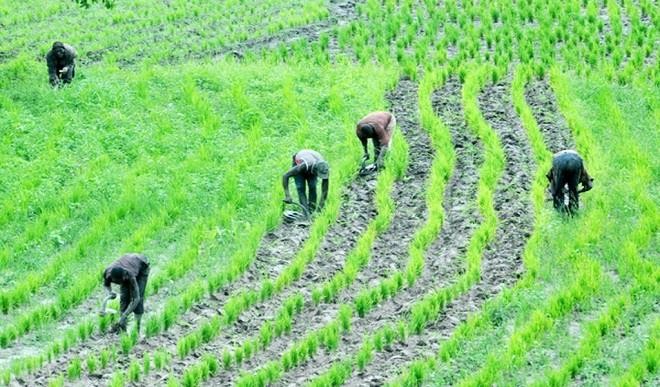 rice farmer