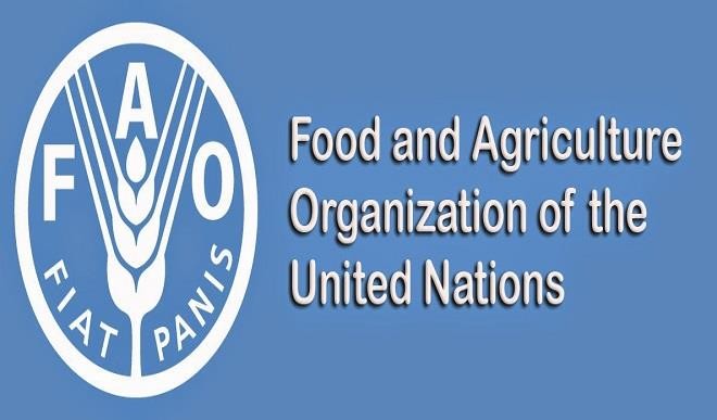 FAO urges Nigeria to scale up operation against desert locusts