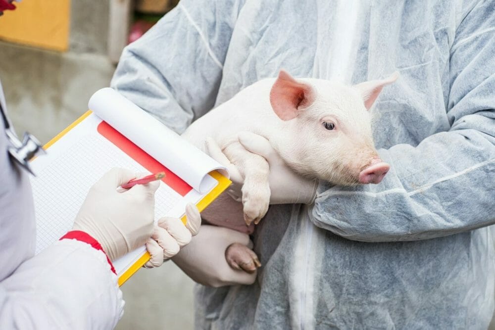 pork industry