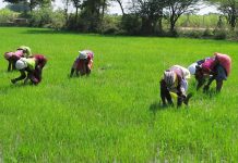 5 Lucrative farming businesses in Nigeria Herdsmen kill 2 soldiers in Plateau, injure one