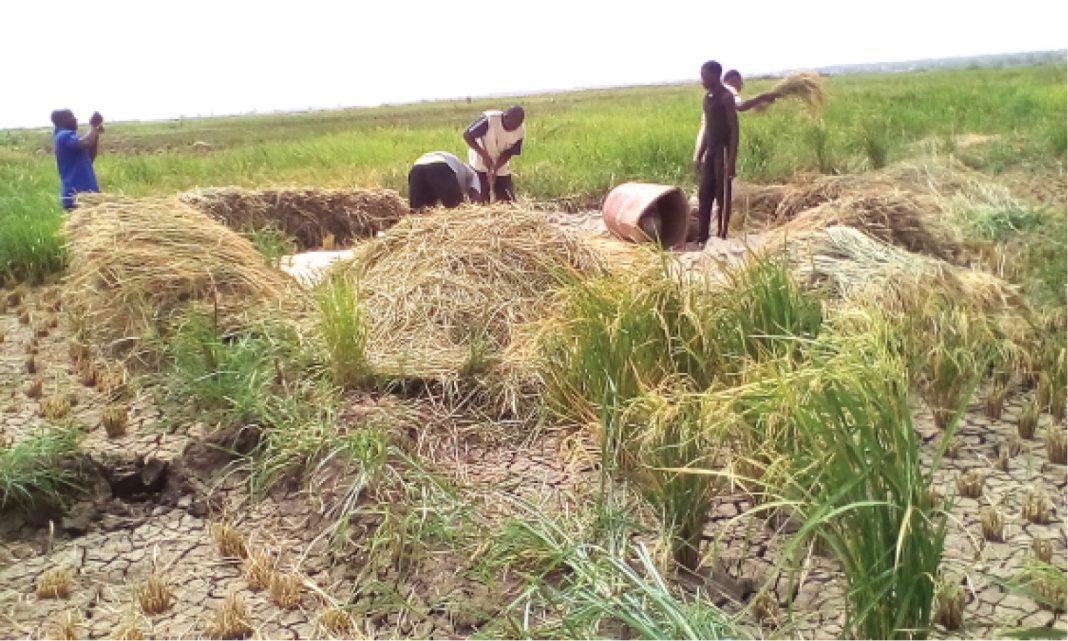 How Anchor Borrower raised Kebbi rice production