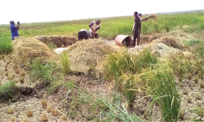How Anchor Borrower raised Kebbi rice production