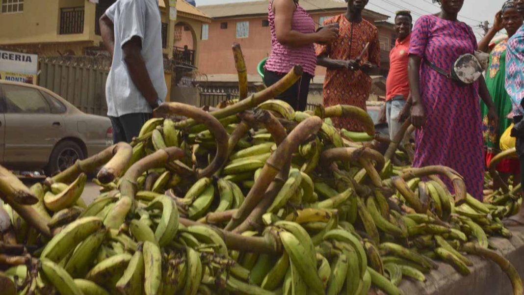 How to maximize potentials of plantain