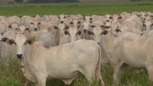 FG to register cattle from neighbouring countries