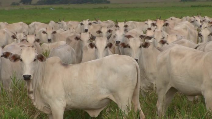 Inadequate Vet Doctors, Extortion worries Cattle Rearers In Gombe